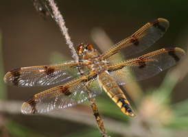 Painted Skimmer